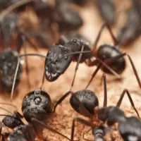 ant control peterborough