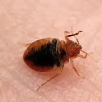 bed bug control peterborough