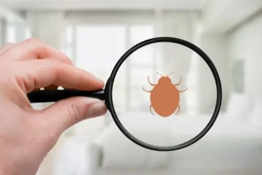 bed bug inspection peterborough