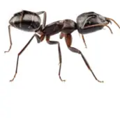 carpenter ant control peterborough