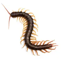 centipede control peterborough