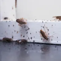 cockroach control peterborough