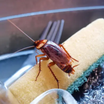 cockroach treatment in peterborough