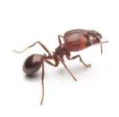 fire ant treatment peterborough