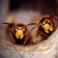 wasp control peterborough