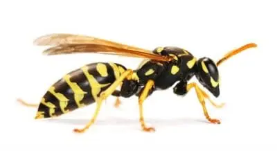 wasp removal