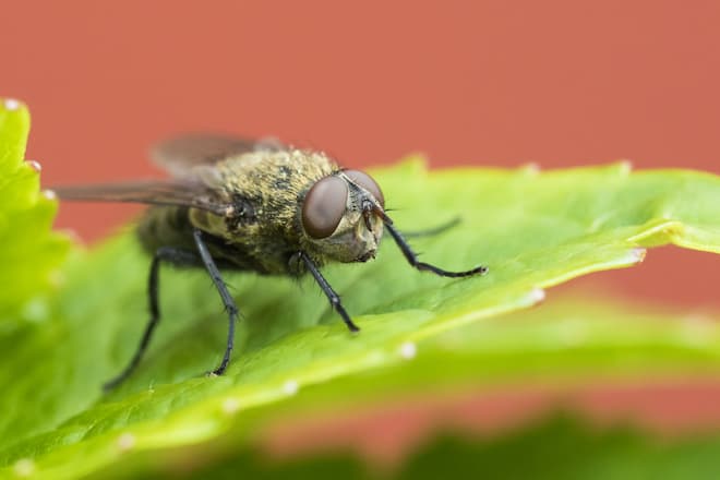 cluster flies facts identification control prevention