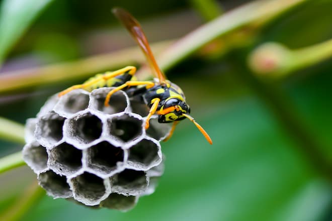 how to get rid of paper wasp nest in roof eaves