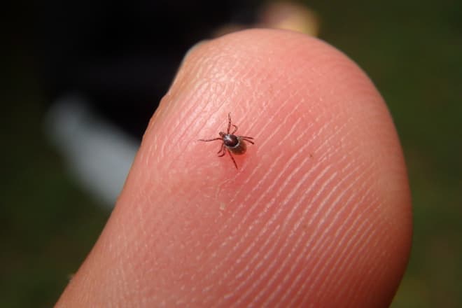 how to get rid of ticks in your home