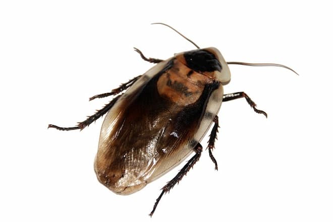 how to keep cockroaches out of cupboards