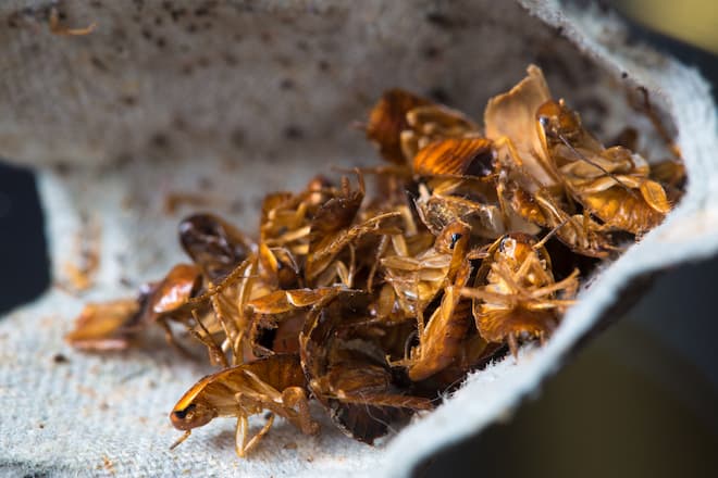 cockroach treatment